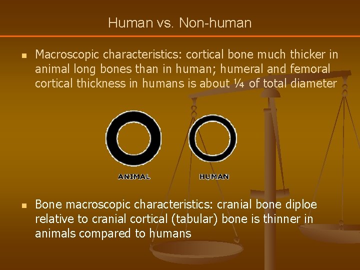 Human vs. Non-human n n Macroscopic characteristics: cortical bone much thicker in animal long
