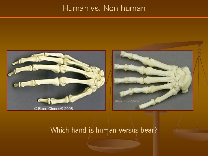 Human vs. Non-human Which hand is human versus bear? 