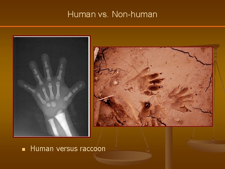 Human vs. Non-human n Human versus raccoon 