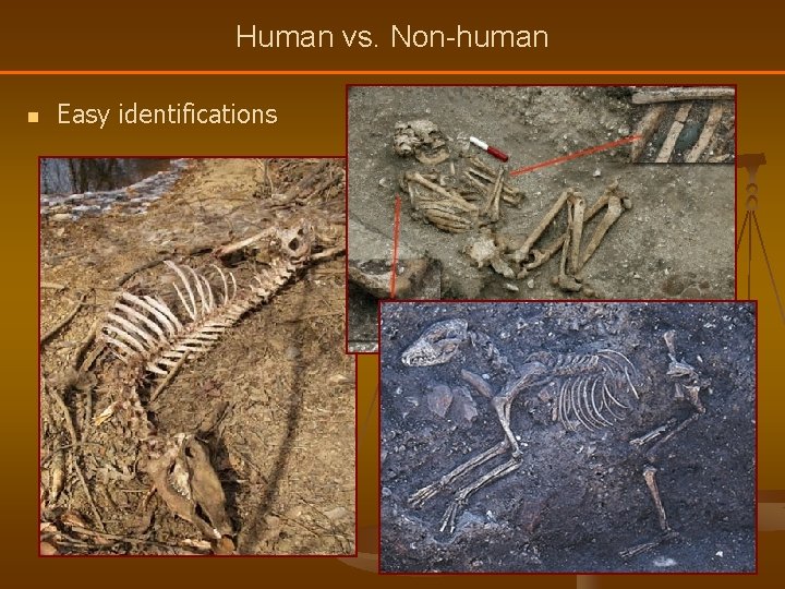 Human vs. Non-human n Easy identifications 