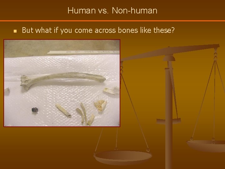 Human vs. Non-human n But what if you come across bones like these? 