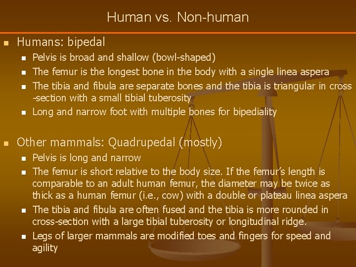 Human vs. Non-human n Humans: bipedal n n n Pelvis is broad and shallow