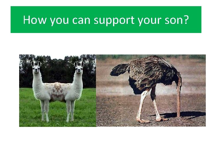 How you can support your son? 