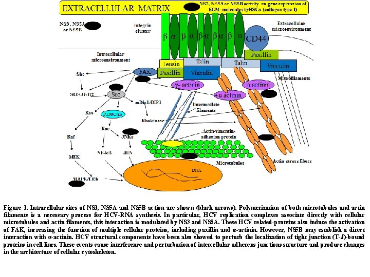 figure 1 schematic representation