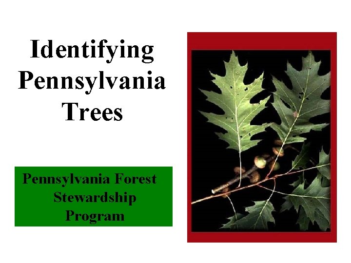 Identifying Pennsylvania Trees Pennsylvania Forest Stewardship Program 