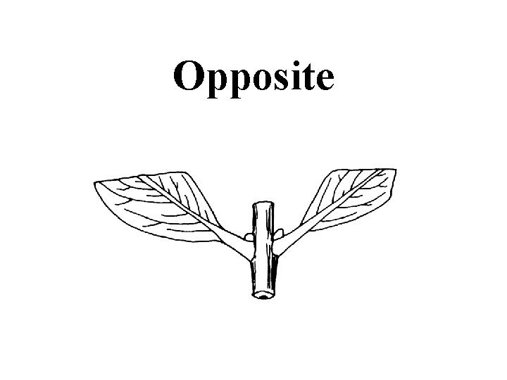 Opposite 