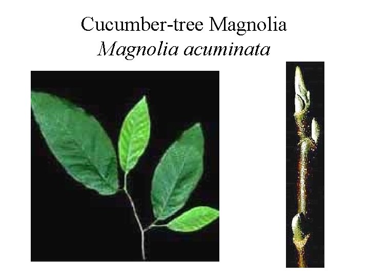 Cucumber-tree Magnolia acuminata 