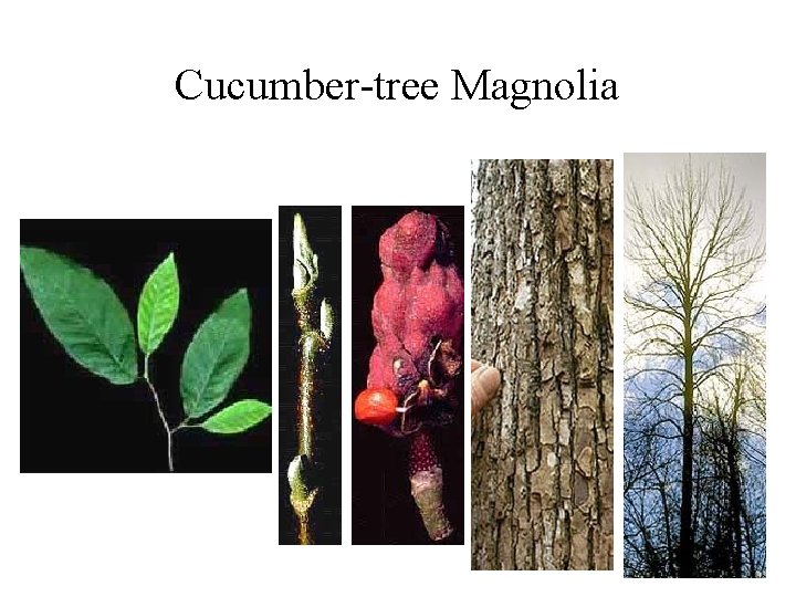 Cucumber-tree Magnolia 