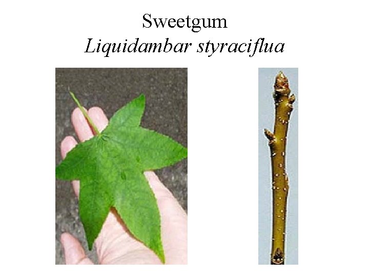 Sweetgum Liquidambar styraciflua 