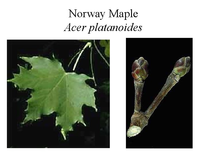 Norway Maple Acer platanoides 