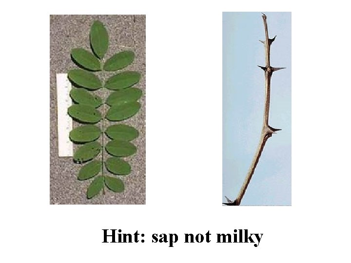 Black Locust ID Slide Hint: sap not milky 