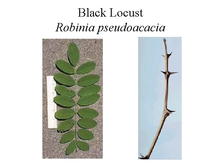 Black Locust Robinia pseudoacacia 