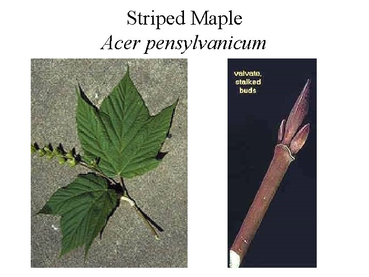 Striped Maple Acer pensylvanicum 