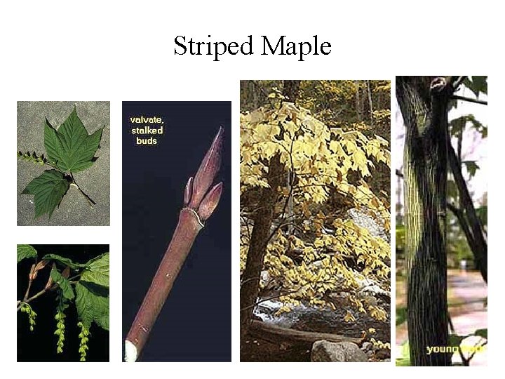 Striped Maple 