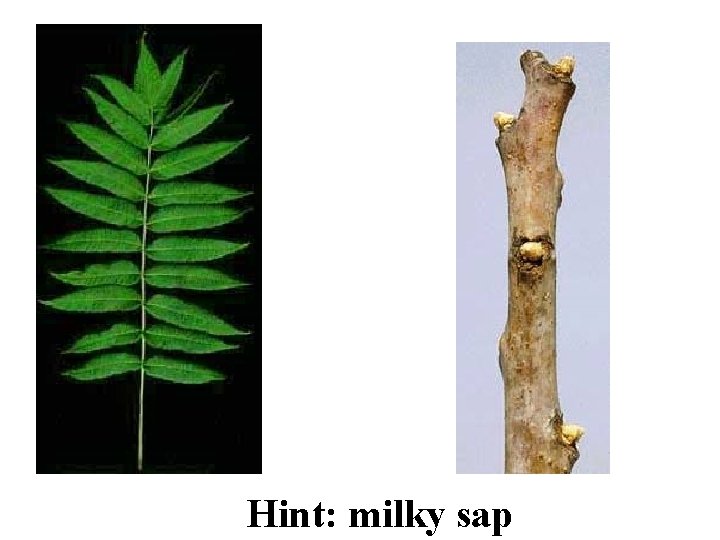 Smooth Sumac ID Slide Hint: milky sap 