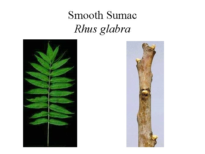 Smooth Sumac Rhus glabra 