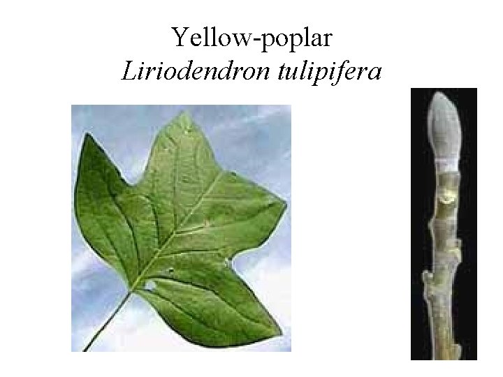 Yellow-poplar Liriodendron tulipifera 