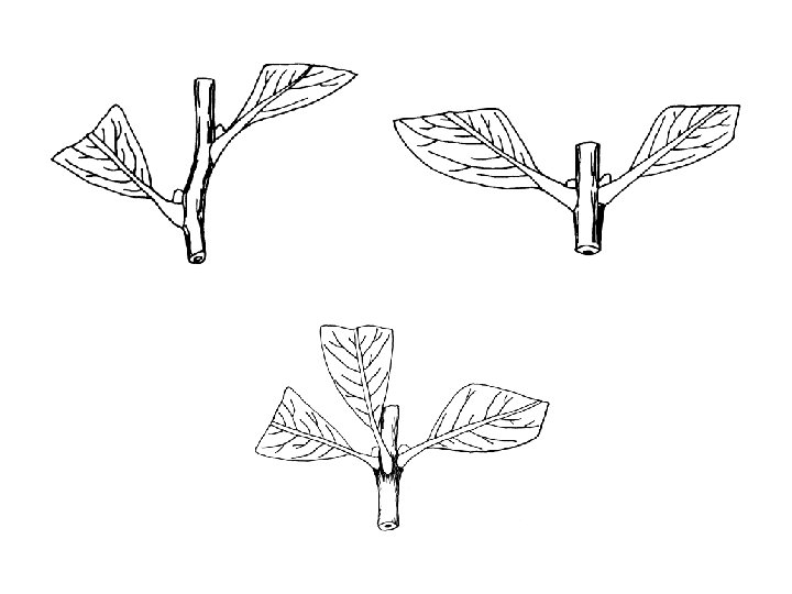 Leaf Arrangement Comparison 