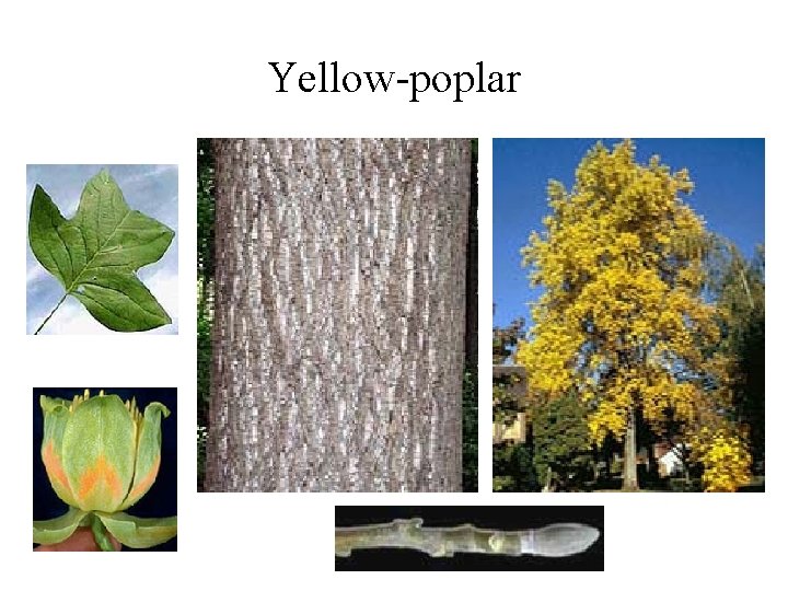 Yellow-poplar 