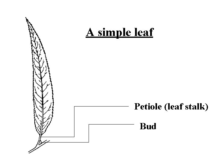 A simple leaf Petiole (leaf stalk) Bud 