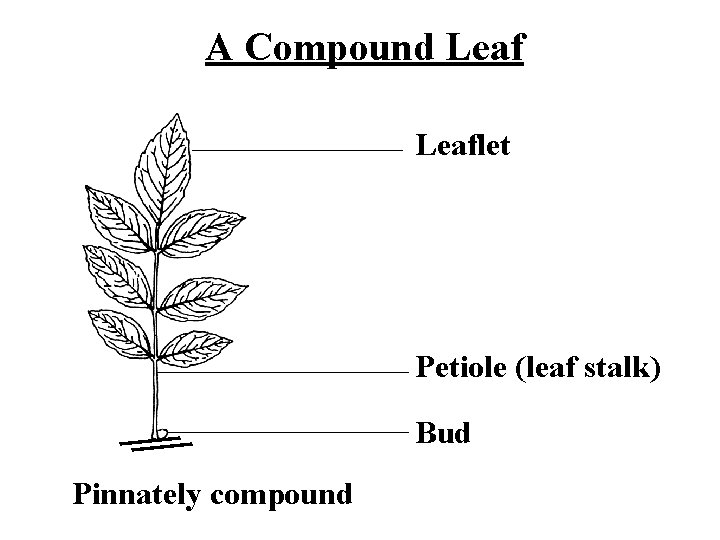 A Compound Leaflet Petiole (leaf stalk) Bud Pinnately compound 