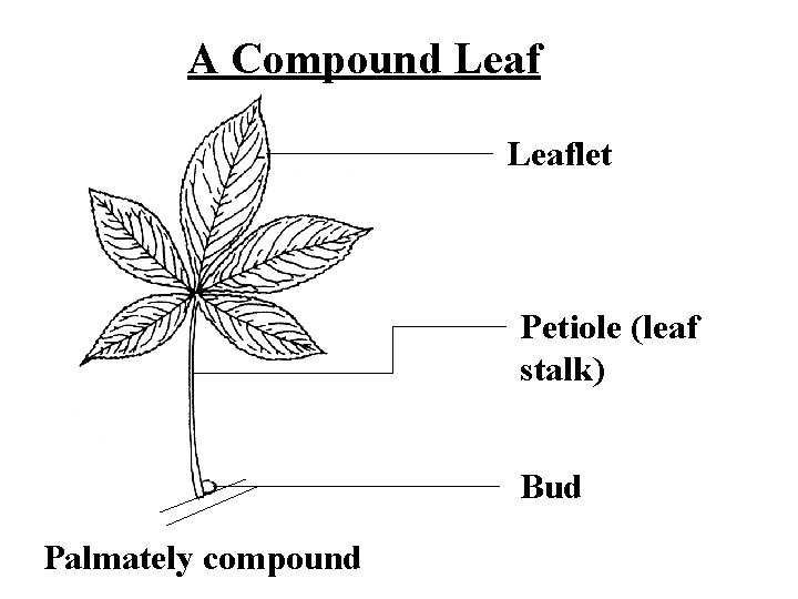 A Compound Leaflet Petiole (leaf stalk) Bud Palmately compound 