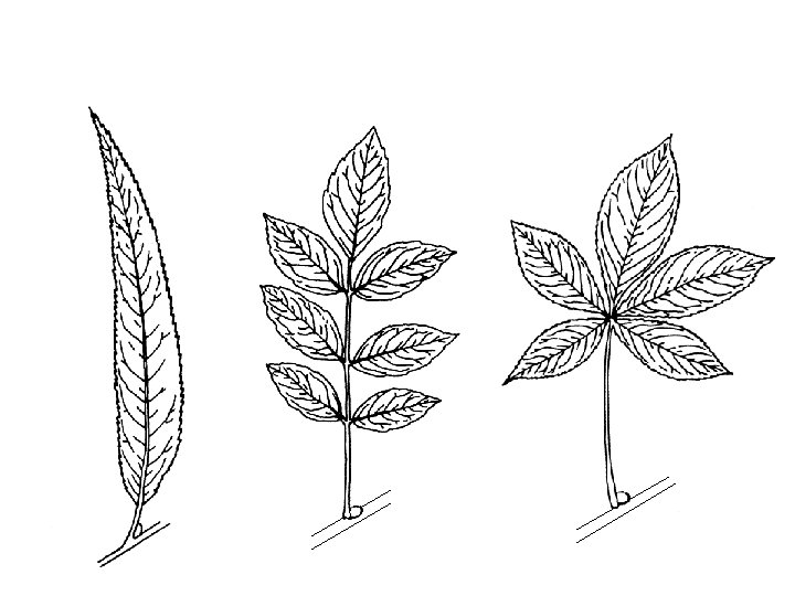 Leaf Structure Comparison 
