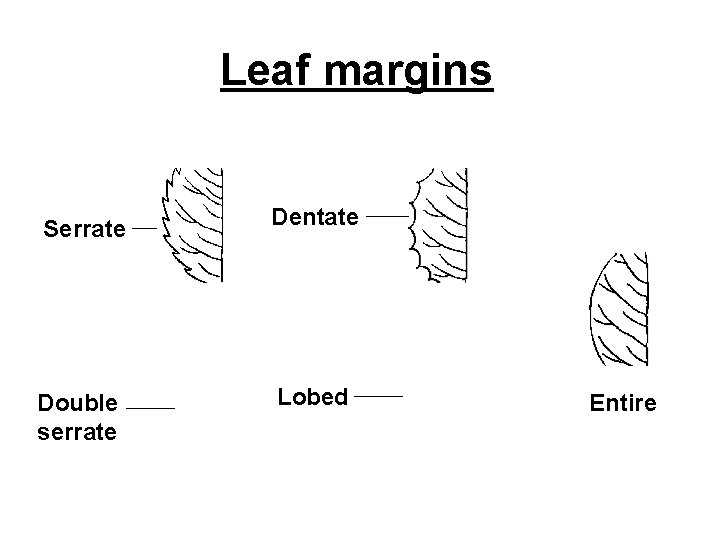 Leaf margins Serrate Dentate Double serrate Lobed Entire 