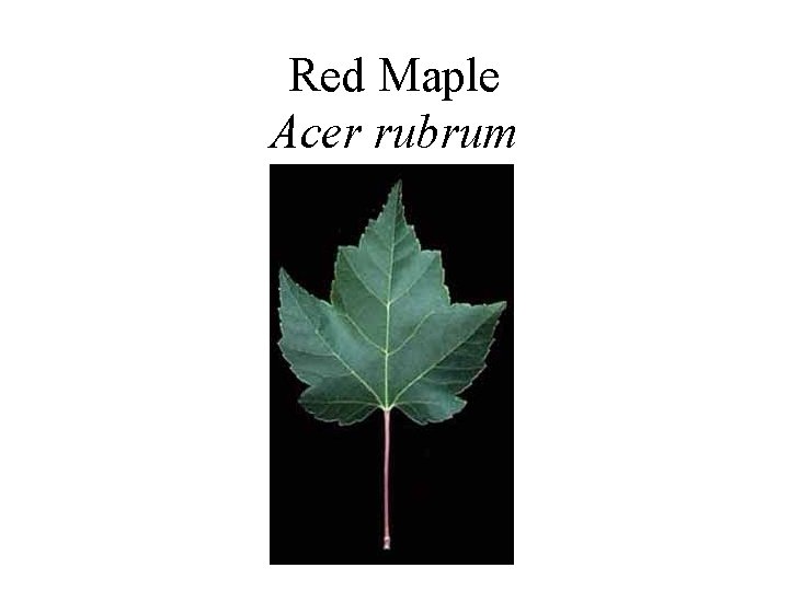 Red Maple Acer rubrum 