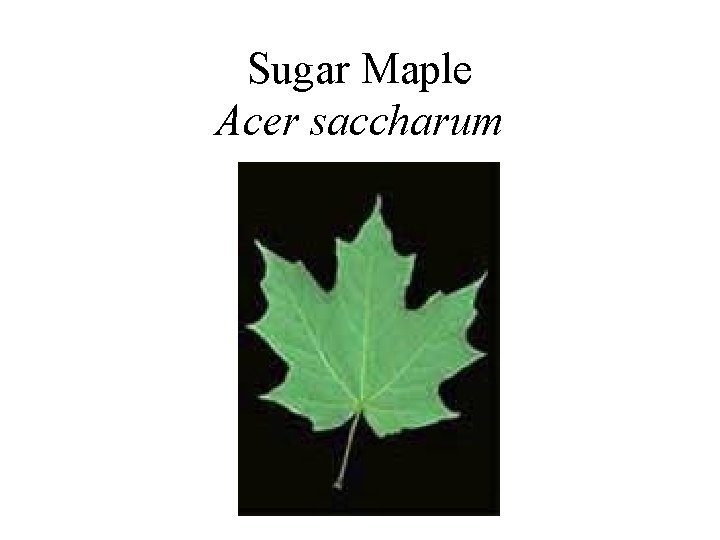 Sugar Maple Acer saccharum 