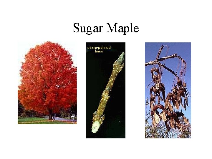 Sugar Maple 