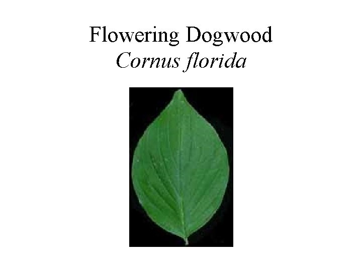 Flowering Dogwood Cornus florida 