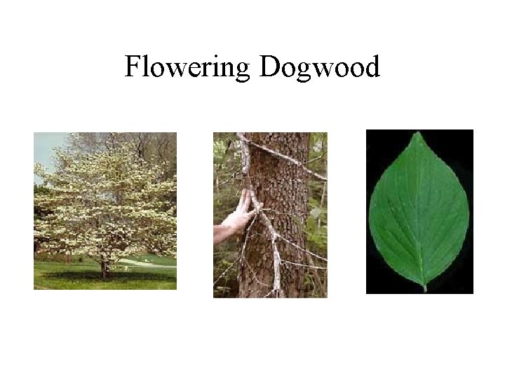 Flowering Dogwood 