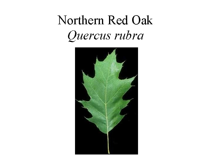 Northern Red Oak Quercus rubra 