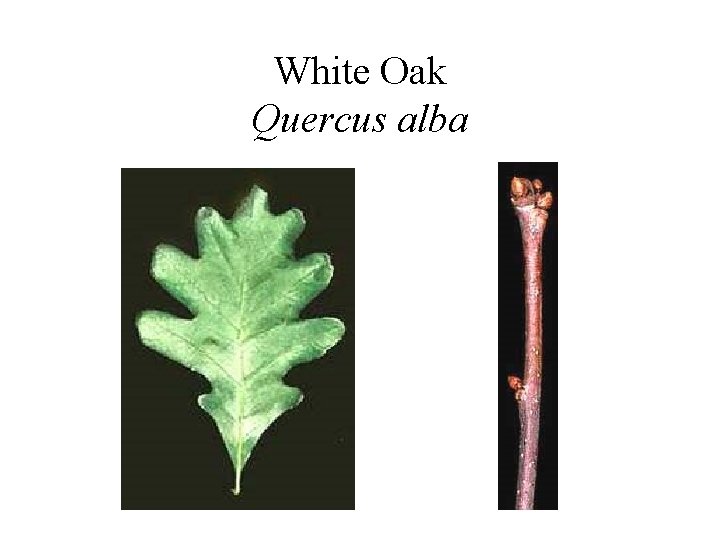 White Oak Quercus alba 