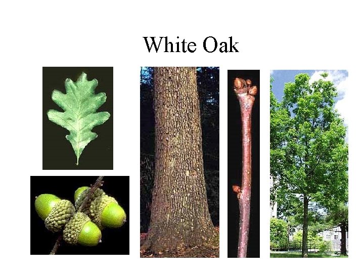 White Oak 