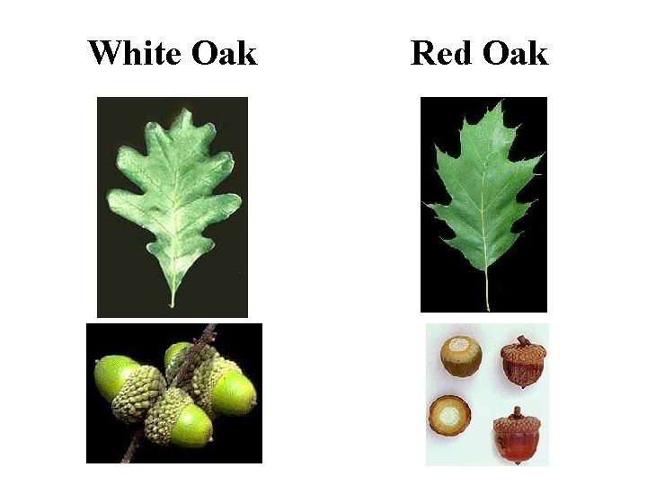 White Oak versus Red Oak Comparison White Oak Red Oak 