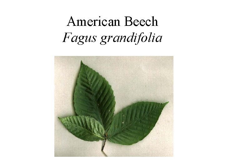 American Beech Fagus grandifolia 