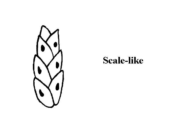 Scale-like 