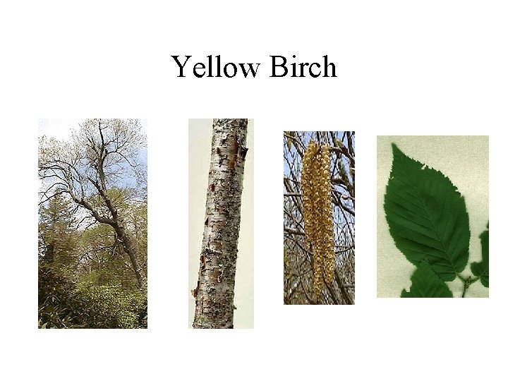 Yellow Birch 