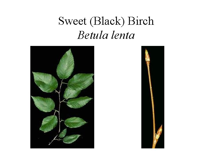Sweet (Black) Birch Betula lenta 