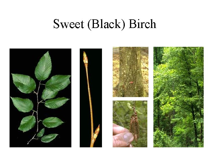 Sweet (Black) Birch 