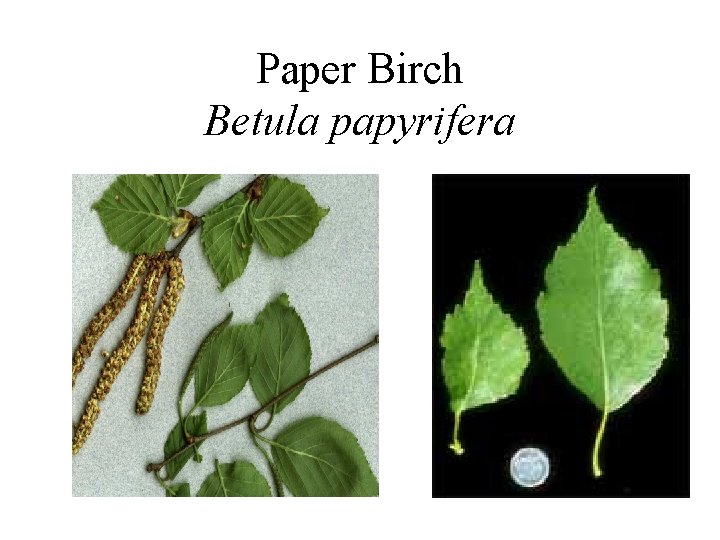Paper Birch Betula papyrifera 
