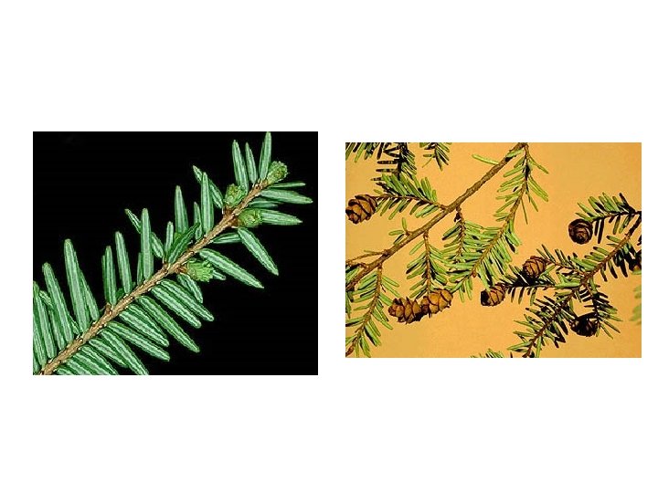 Eastern Hemlock ID Slide 