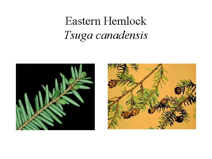 Eastern Hemlock Tsuga canadensis 