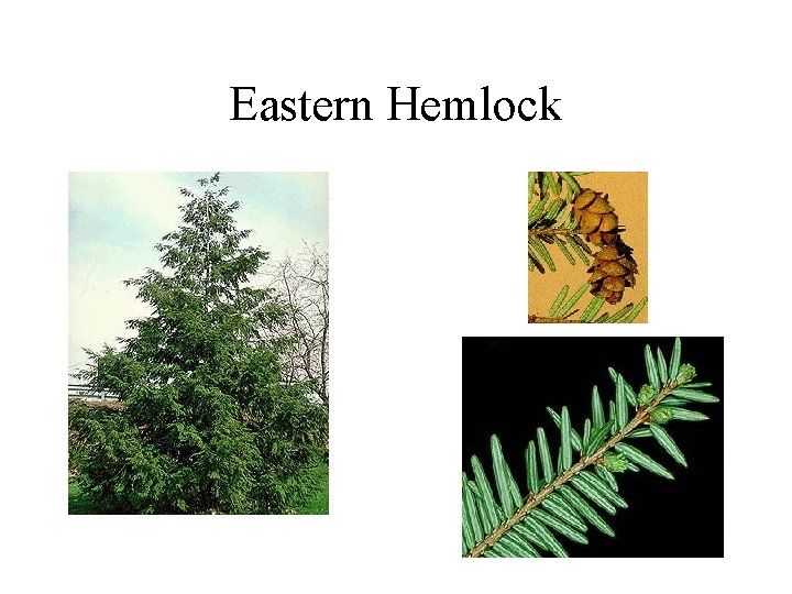 Eastern Hemlock 