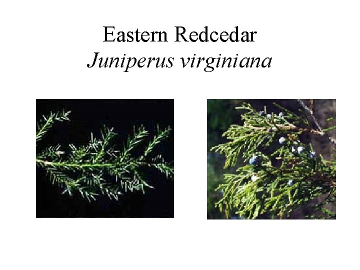 Eastern Redcedar Juniperus virginiana 