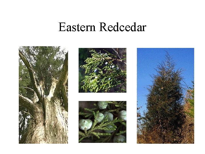 Eastern Redcedar 