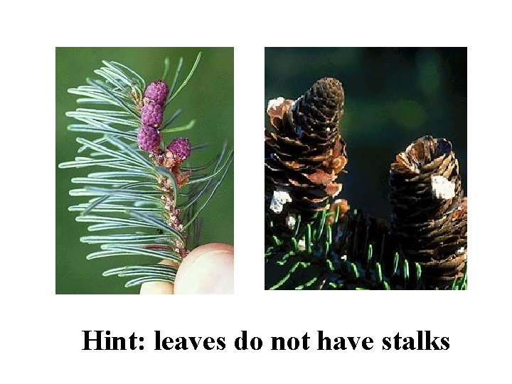 Balsam Fir ID Slide Hint: leaves do not have stalks 