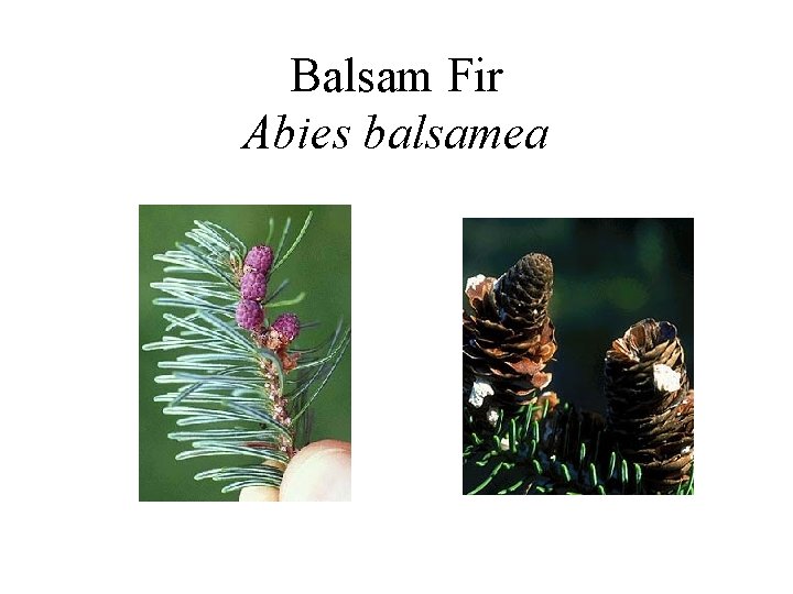 Balsam Fir Abies balsamea 